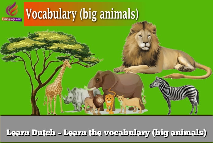 Learn Dutch – Learn the vocabulary (big animals)