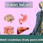 Learn Dutch vocabulary (body parts) with audio