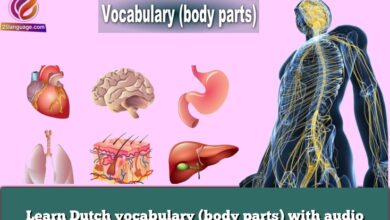 Learn Dutch vocabulary (body parts) with audio
