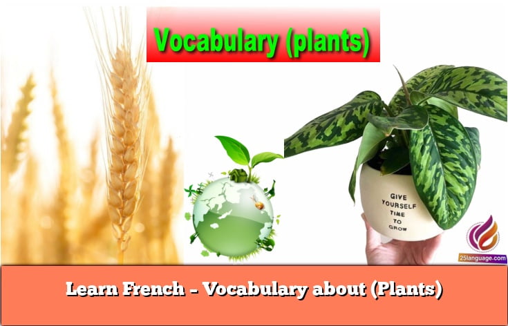 Learn French – Vocabulary about (Plants)