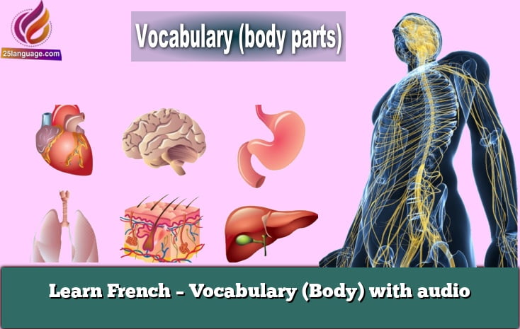 Learn French – Vocabulary (Body) with audio