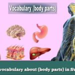 Learn vocabulary about (body parts) in Swedish