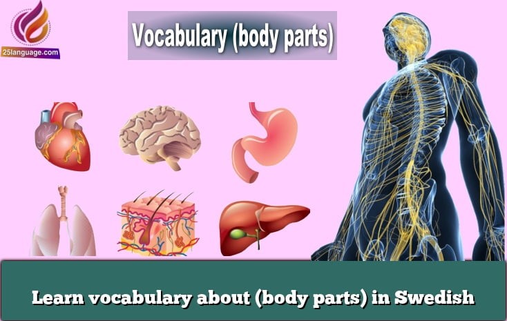 Learn vocabulary about (body parts) in Swedish