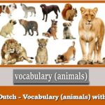 Learn Dutch – Vocabulary (animals) with audio