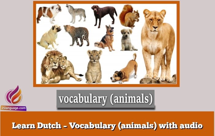 Learn Dutch – Vocabulary (animals) with audio