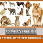 Learn the vocabulary of types (Animals) in French