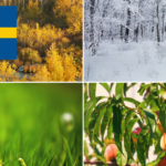 The seasons phrases in Swedish